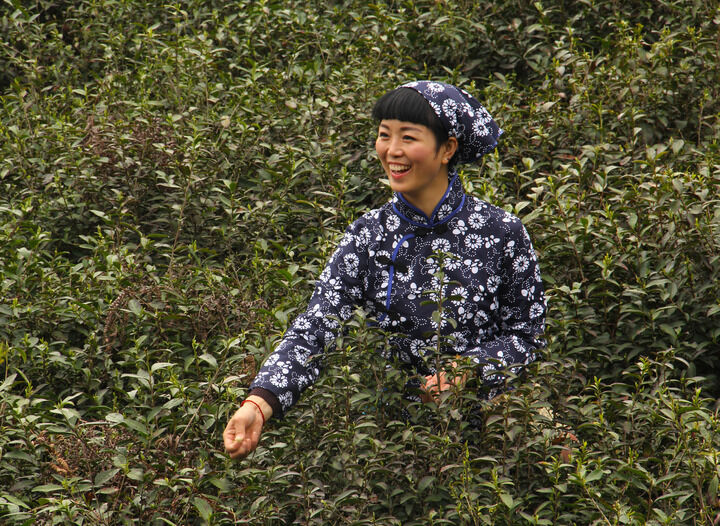 伊人app无广告直播入口